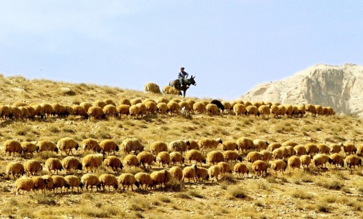 Un pastor vigila a sus ovejas en la zona montañosa al noroeste de Damasco