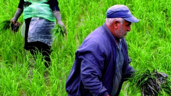 Un matrimonio iraní trabaja en un campo de arroz en Kukursar, en la provincia del Mar Caspio de Mazandarán